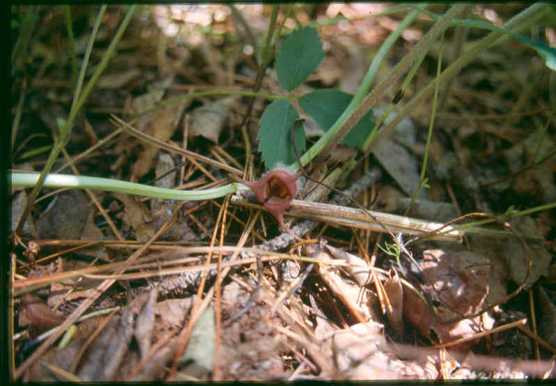 Asarum canadense, Canadian wild ginger — spreading deciduous (Aristolochiaceae) (image 5 of 10)