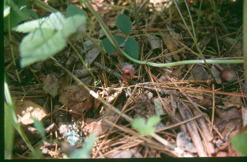 Asarum canadense, Canadian wild ginger — spreading deciduous (Aristolochiaceae) (image 6 of 10)