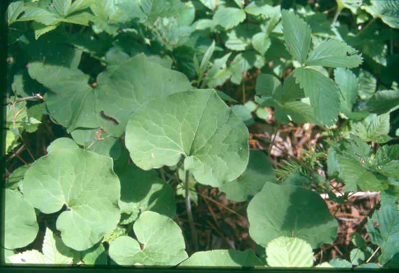 Asarum canadense, Canadian wild ginger — spreading deciduous (Aristolochiaceae) (image 7 of 10)