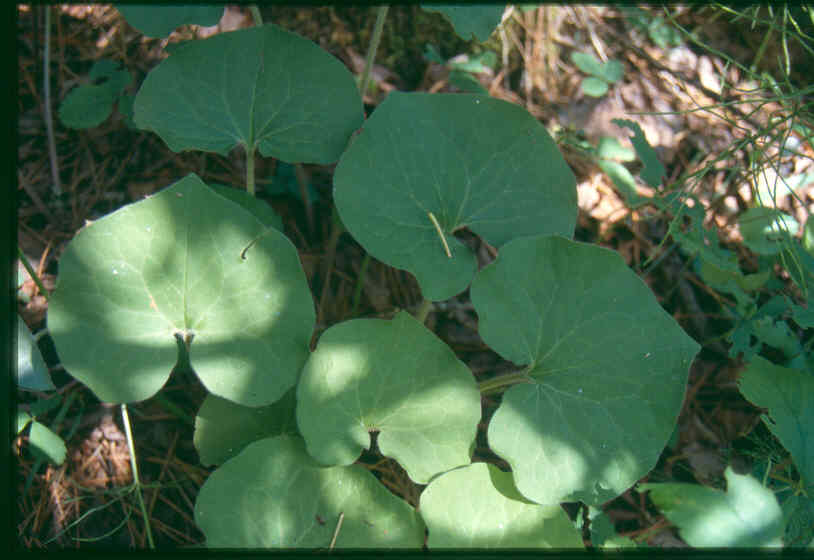 Asarum canadense, Canadian wild ginger — spreading deciduous (Aristolochiaceae) (image 8 of 10)