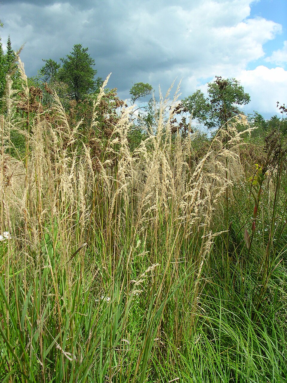 Calamagrostis canadensis (bluejoint) (alternate view 8)