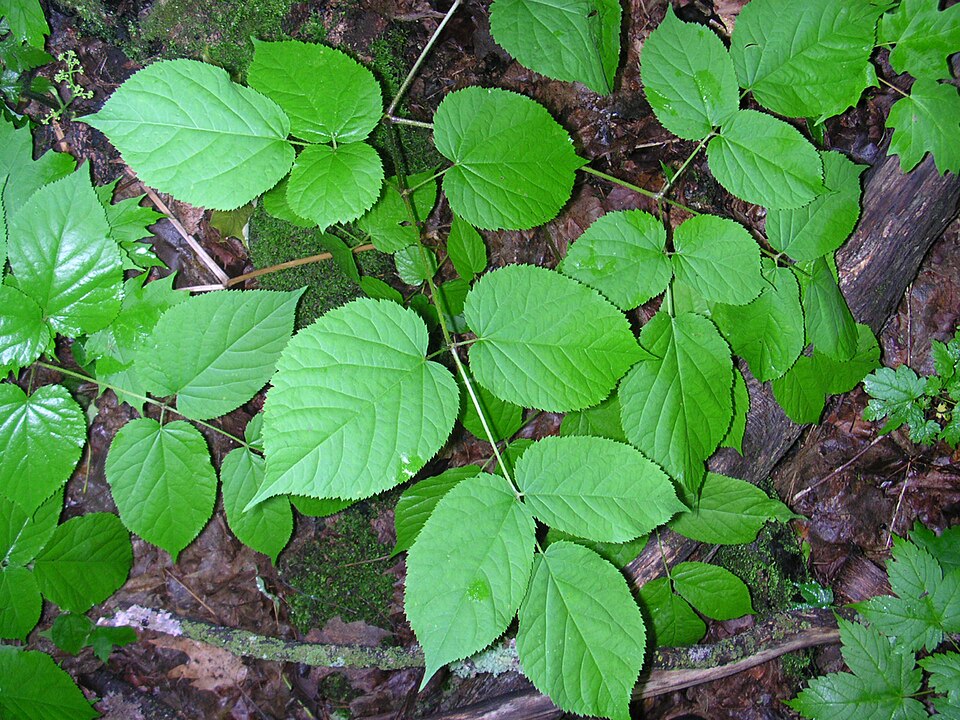 Aralia racemosa (American spikenard) (alternate view 8)
