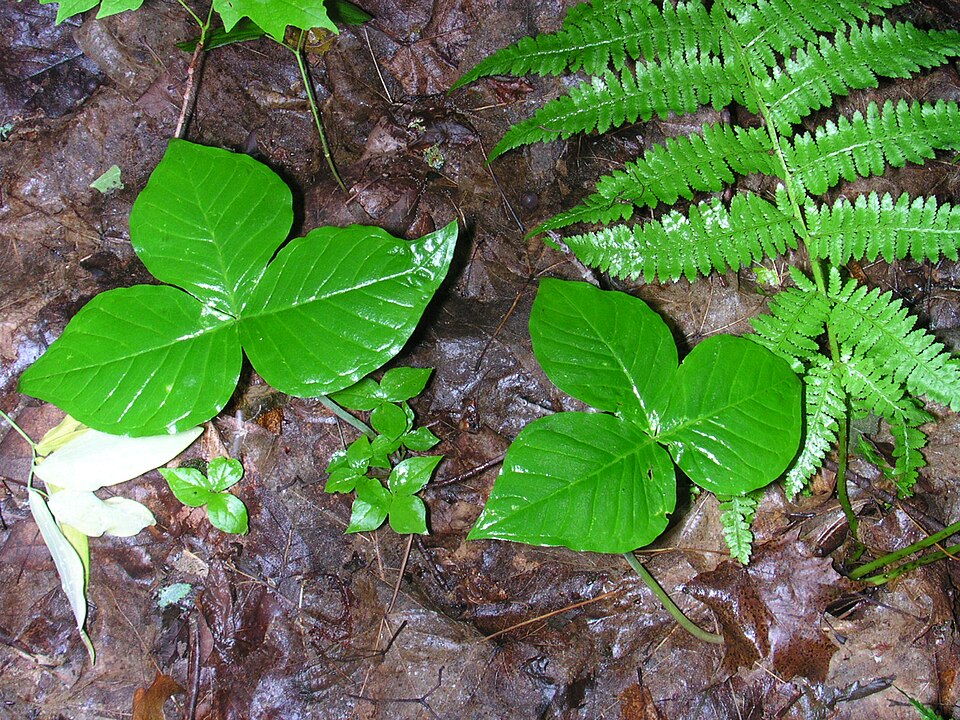 Arisaema triphyllum (Jack-in-the-pulpit) (alternate view 6)