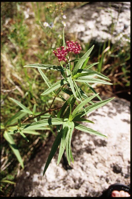 Asclepias incarnata (Swamp Milkweed) (alternate view 7)