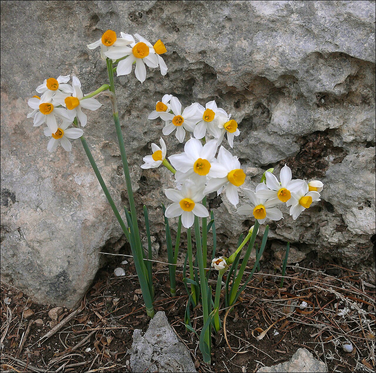 Narcissus tazetta, Paperwhite narcissus — clumping (Amaryllidaceae) (image 4 of 10)