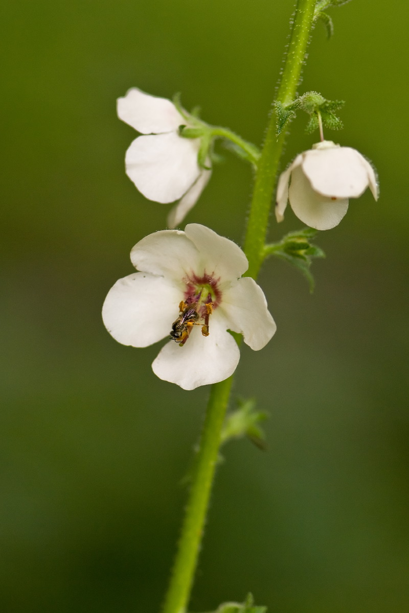 Verbascum blattaria (moth mullein) (alternate view 9)