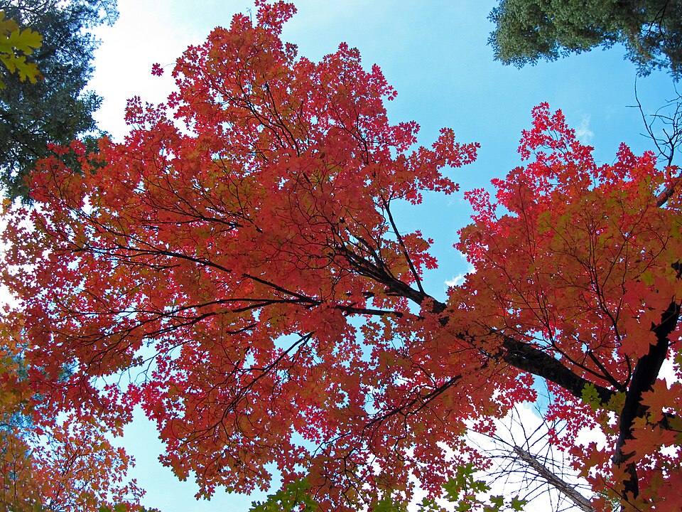 Acer grandidentatum (bigtooth maple) (alternate view 10)