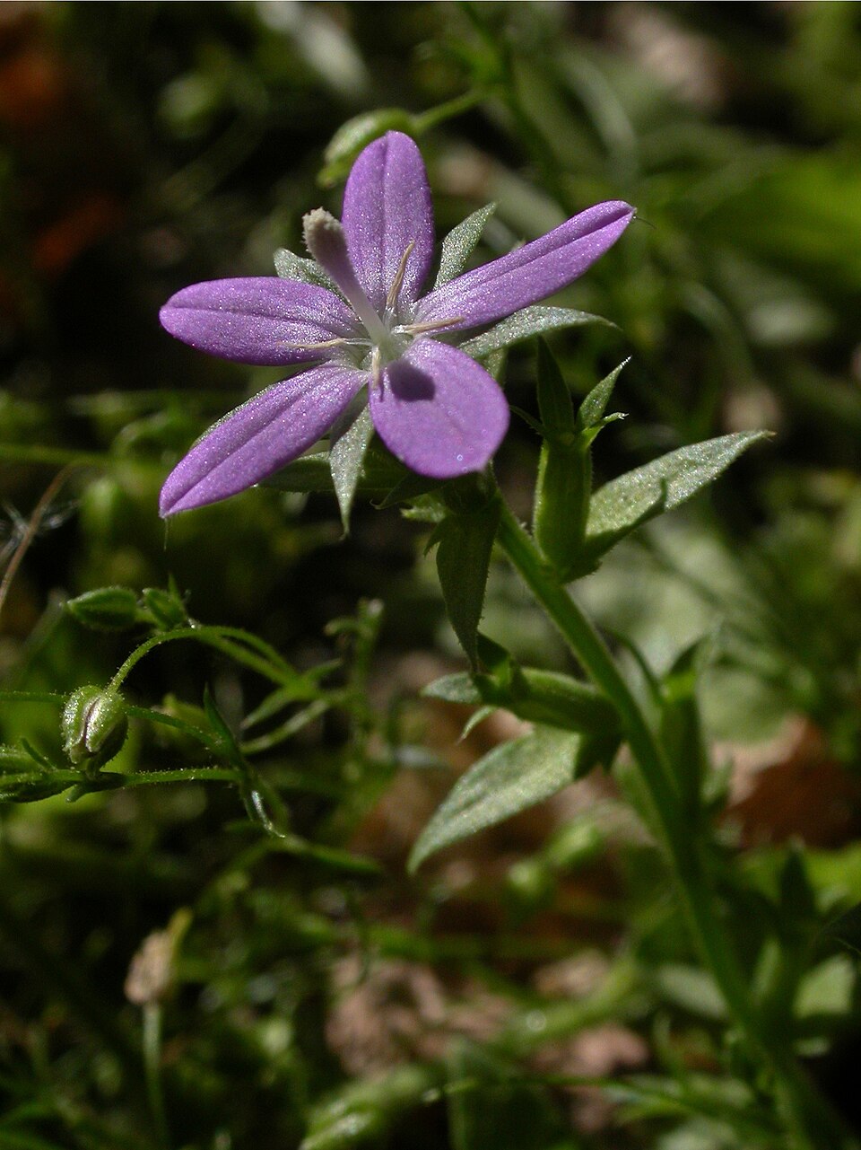 Triodanis perfoliata (clasping Venus's looking glass) (alternate view 4)