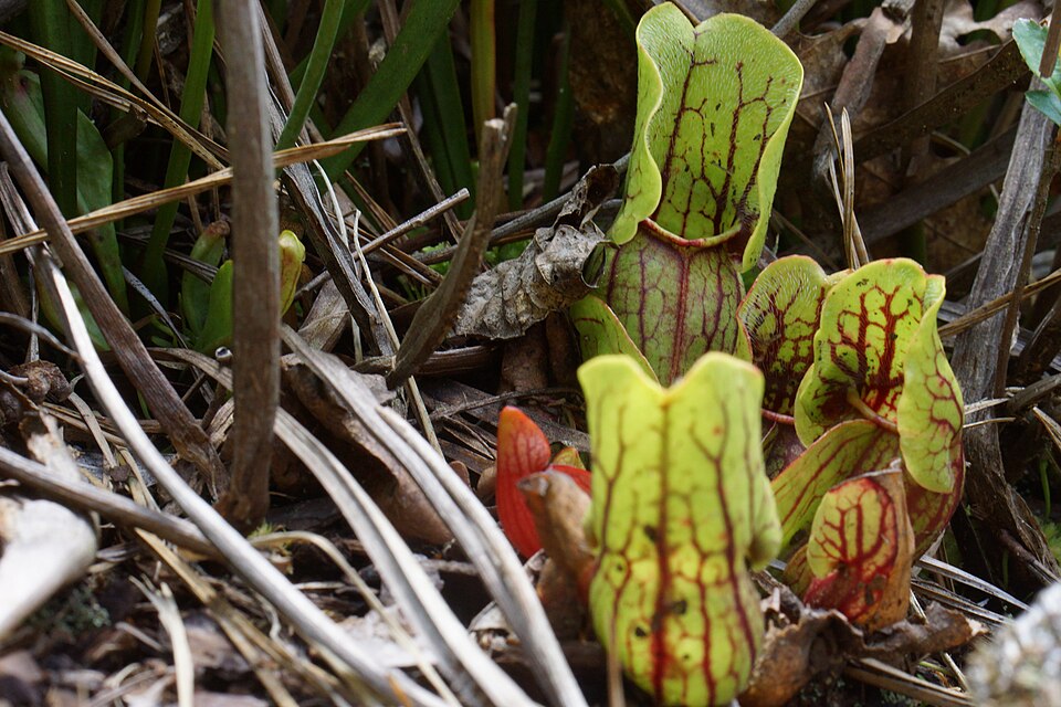 Sarracenia purpurea (purple pitcher plant) (alternate view 4)