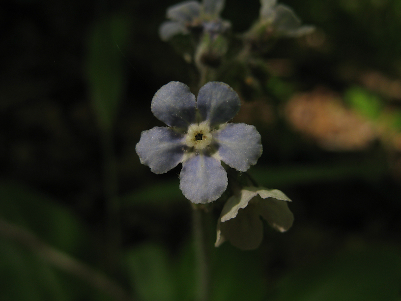 Andersonglossum virginianum (wild comfrey) (alternate view 6)