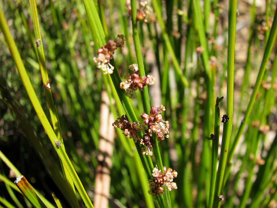 Amperea xiphoclada (Broom Spurge) (alternate view 6)