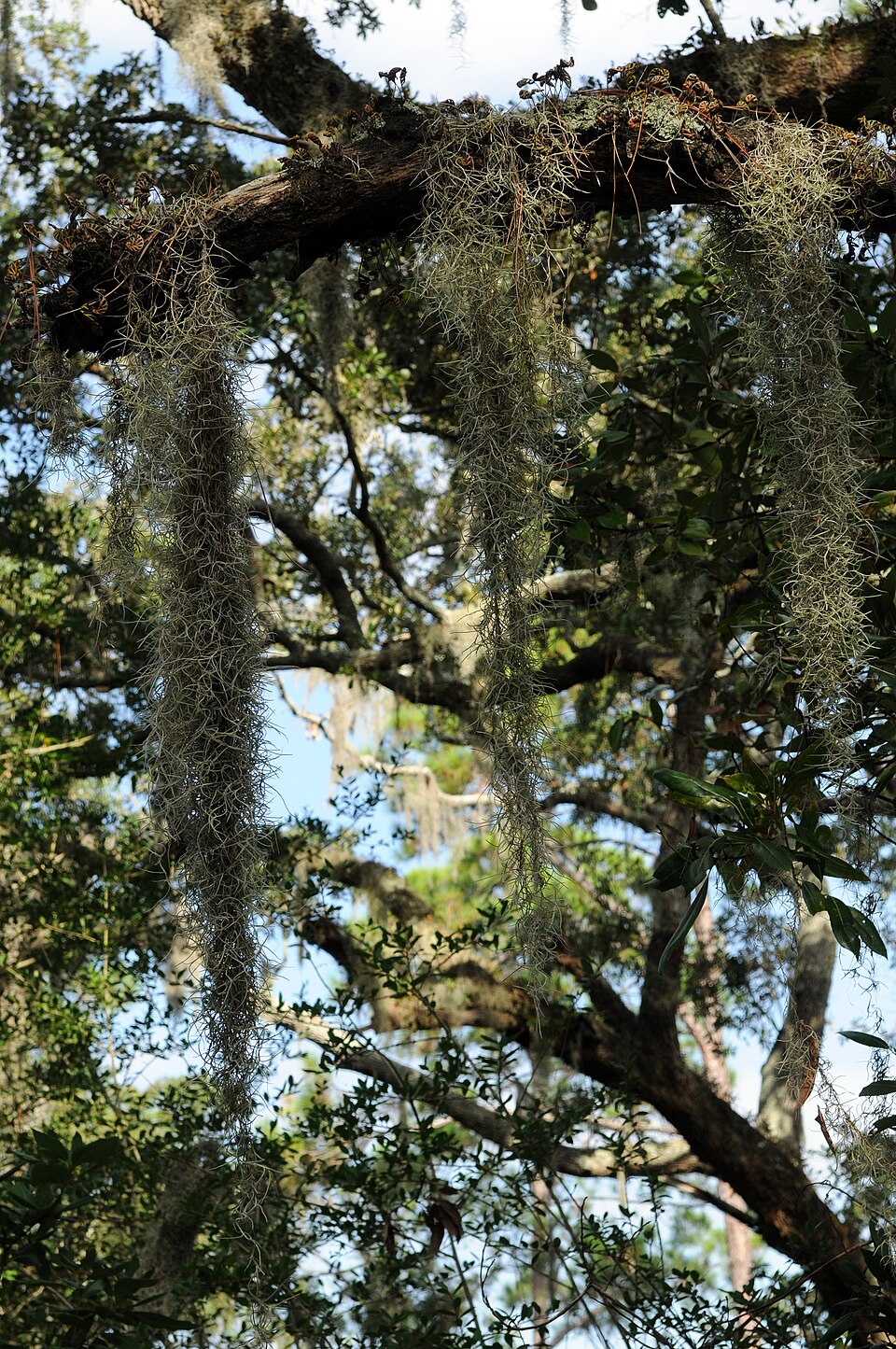 Tillandsia usneoides (Spanish moss)