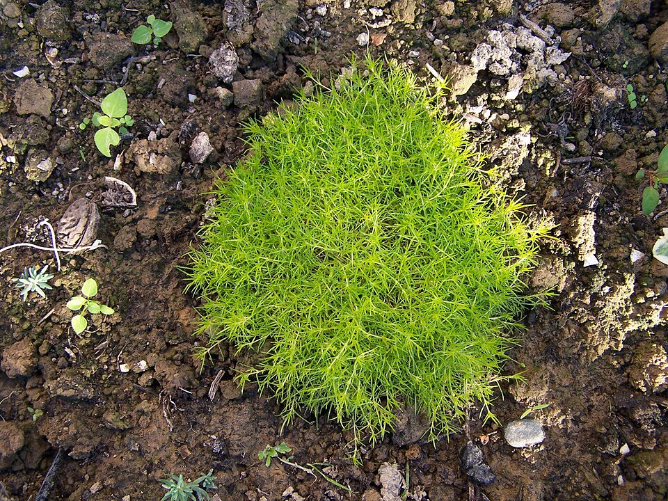 Sagina procumbens (pearlwort) (alternate view 9)