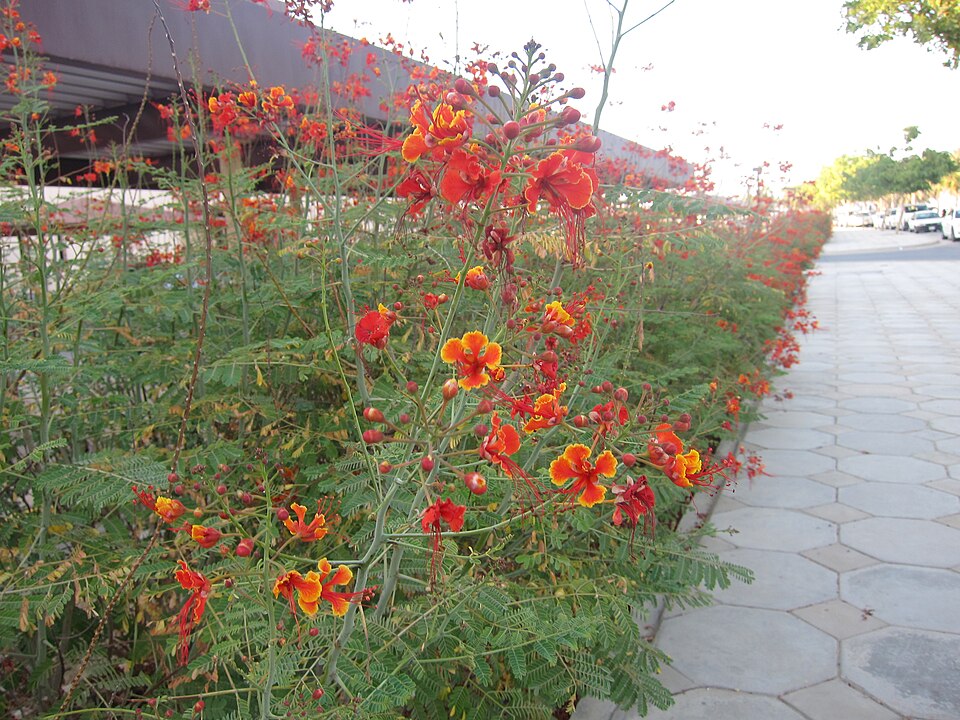 Caesalpinia pulcherrima (peacock flower)