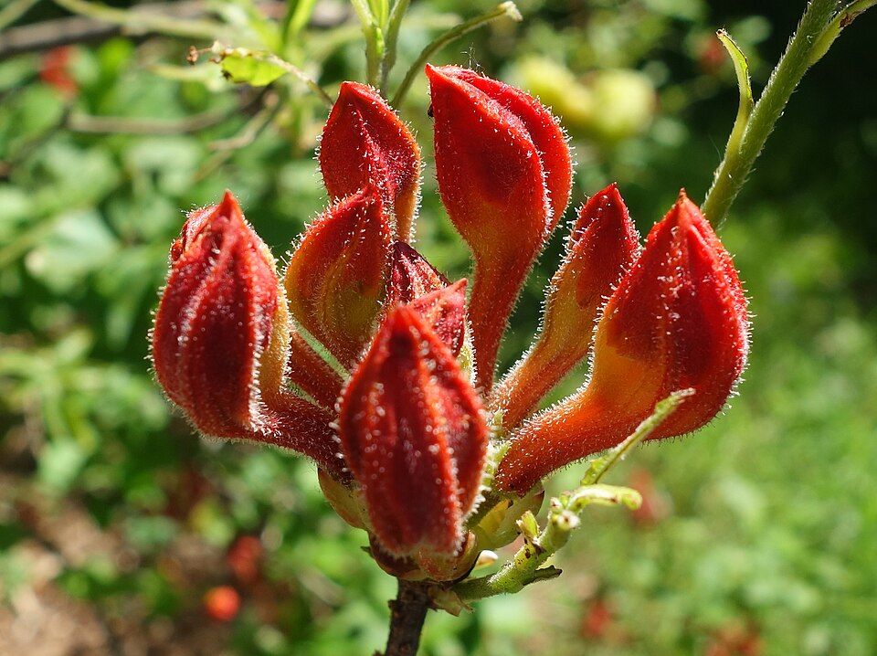 Rhododendron calendulaceum (Flame Azalea)