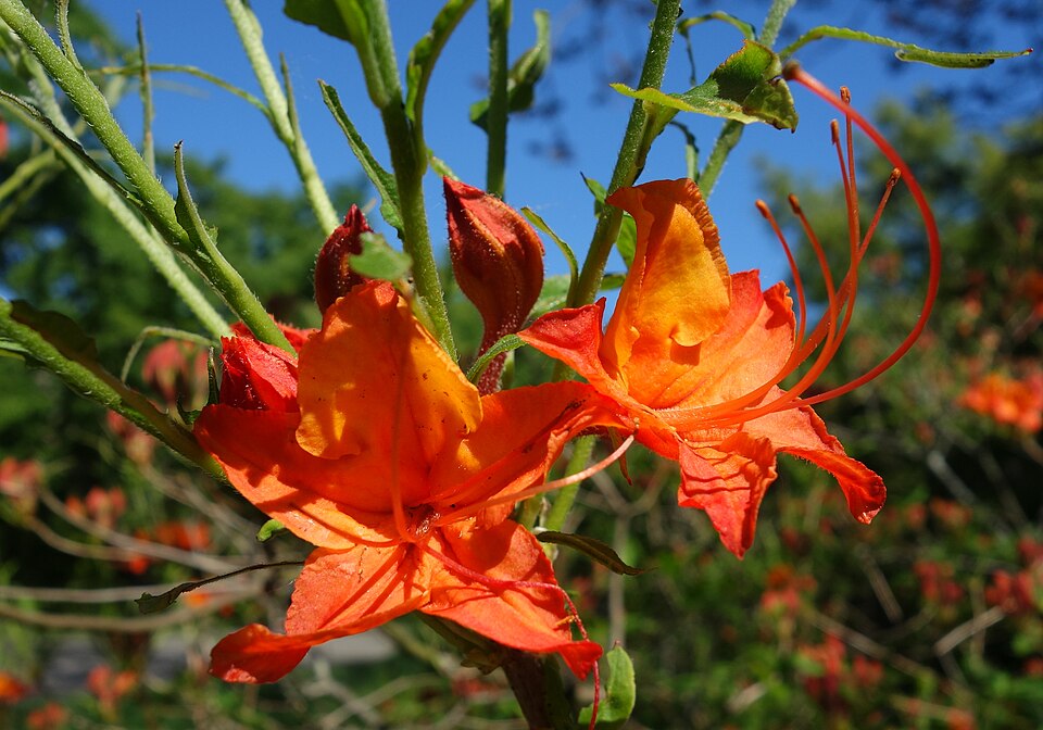 Rhododendron calendulaceum (Flame Azalea) (alternate view 2)