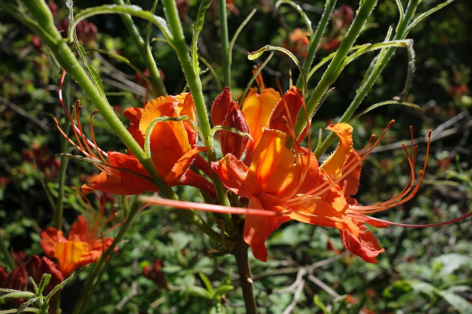 Rhododendron calendulaceum (Flame Azalea) (alternate view 3)