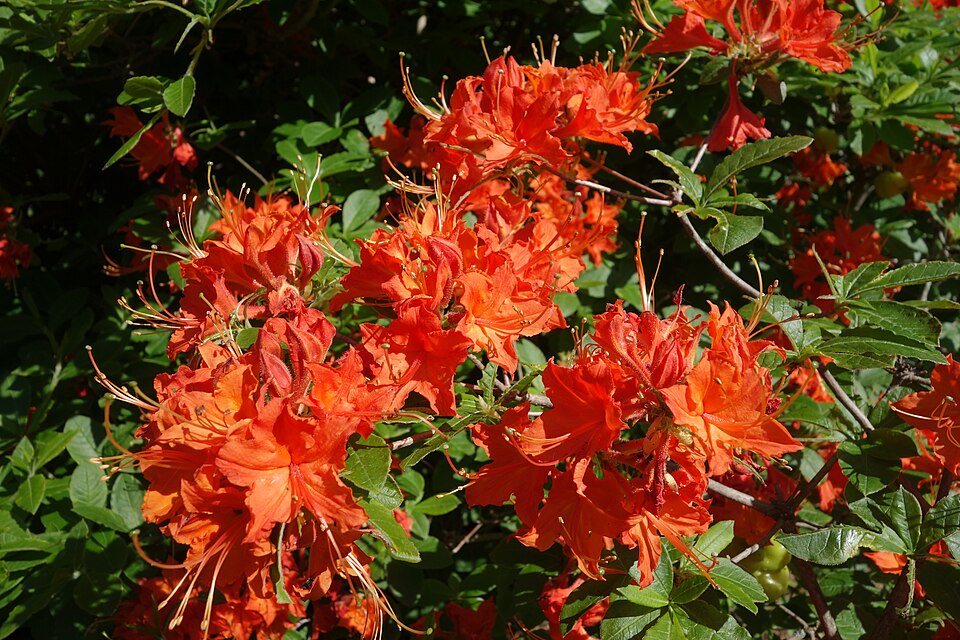 Rhododendron calendulaceum (Flame Azalea) (alternate view 4)