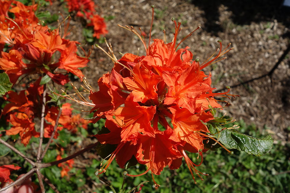 Rhododendron calendulaceum (Flame Azalea) (alternate view 5)