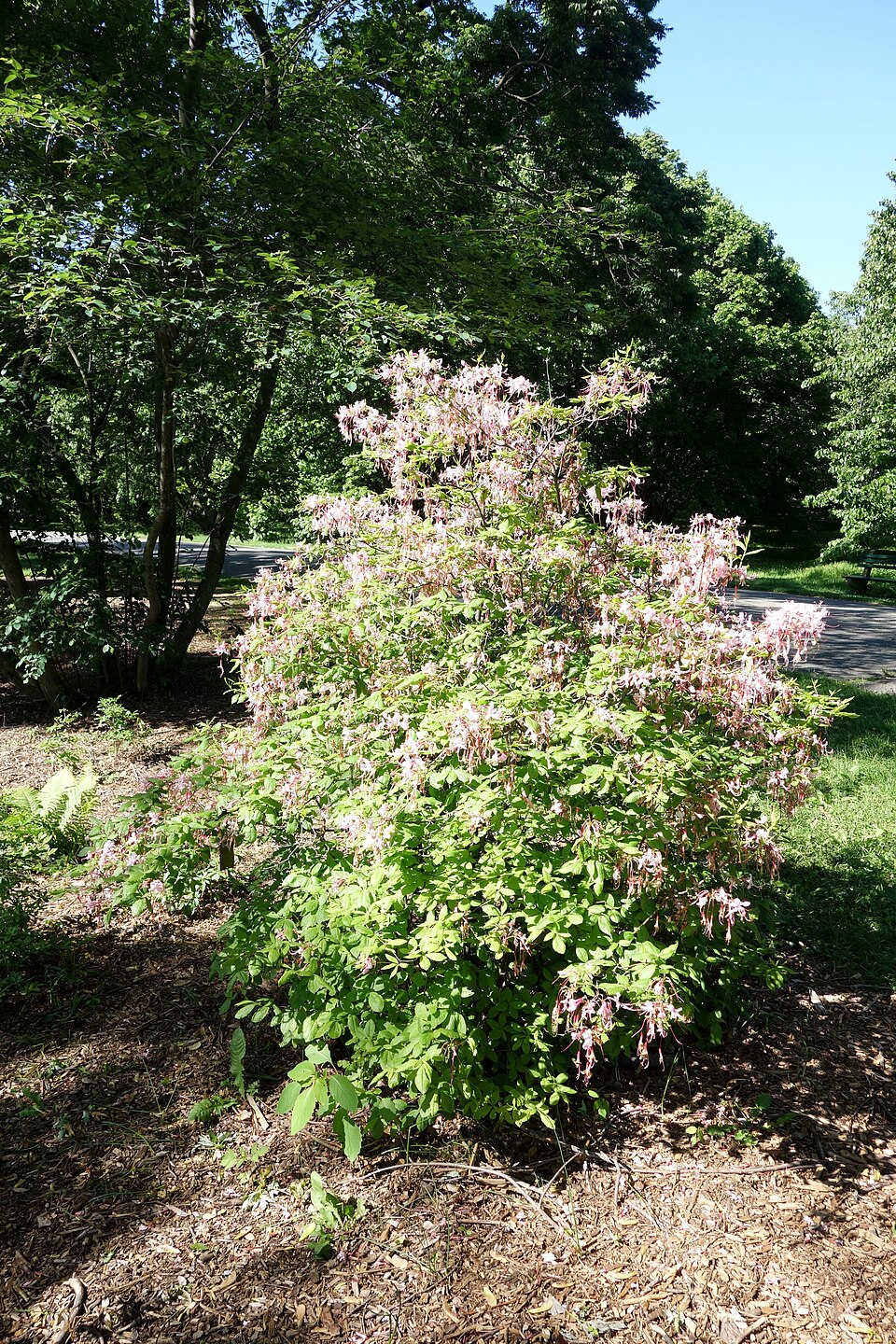 Rhododendron periclymenoides (Pinxter Flower) (alternate view 6)