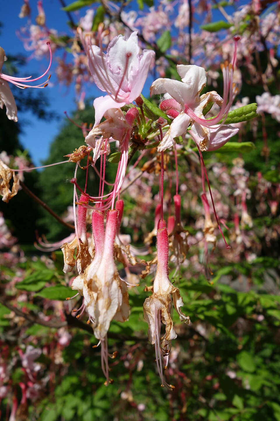 Rhododendron periclymenoides (Pinxter Flower) (alternate view 7)