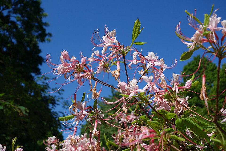 Rhododendron periclymenoides (Pinxter Flower) (alternate view 8)