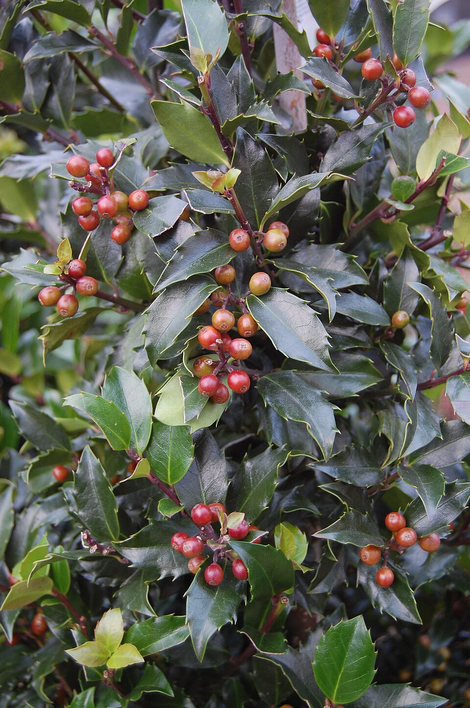 Ilex meserveae (Meserve Holly) (alternate view 9)