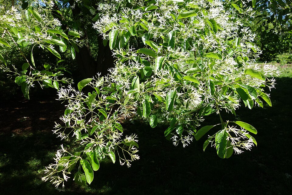 Chionanthus retusus (Chinese Fringetree) (alternate view 6)