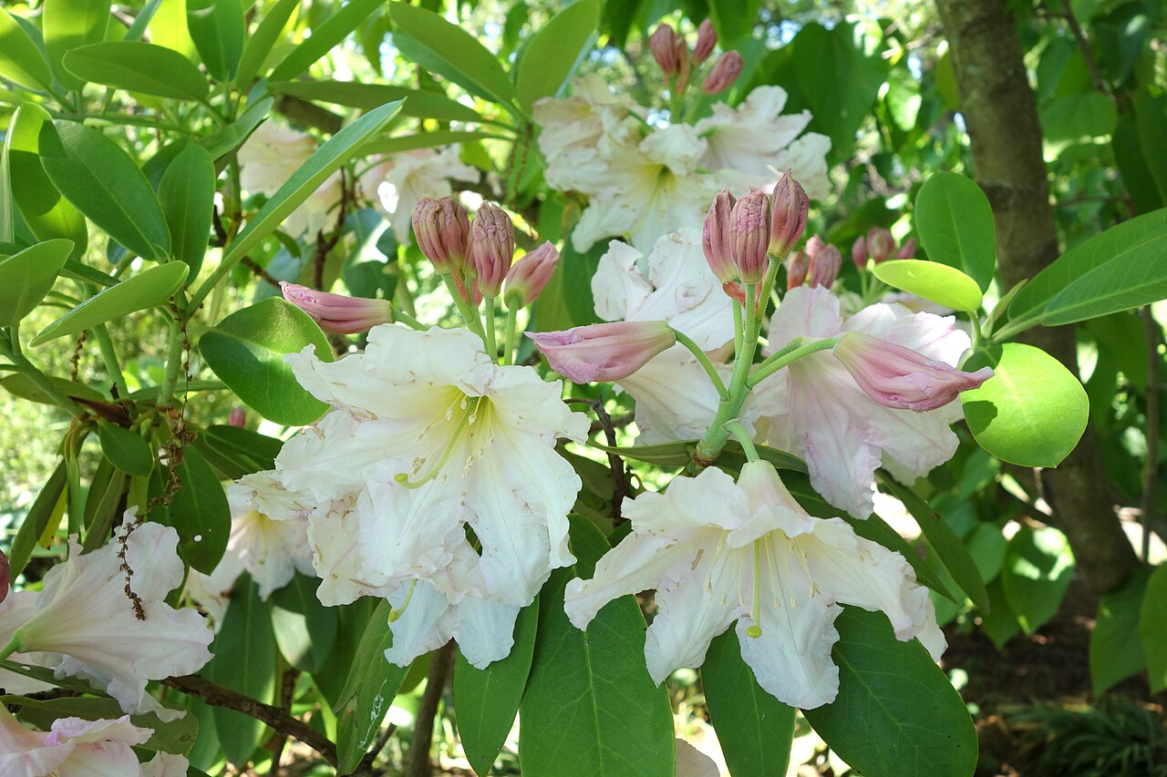 Rhododendron fortunei, Fortune's rhododendron — upright evergreen (Ericaceae) (image 10 of 10)