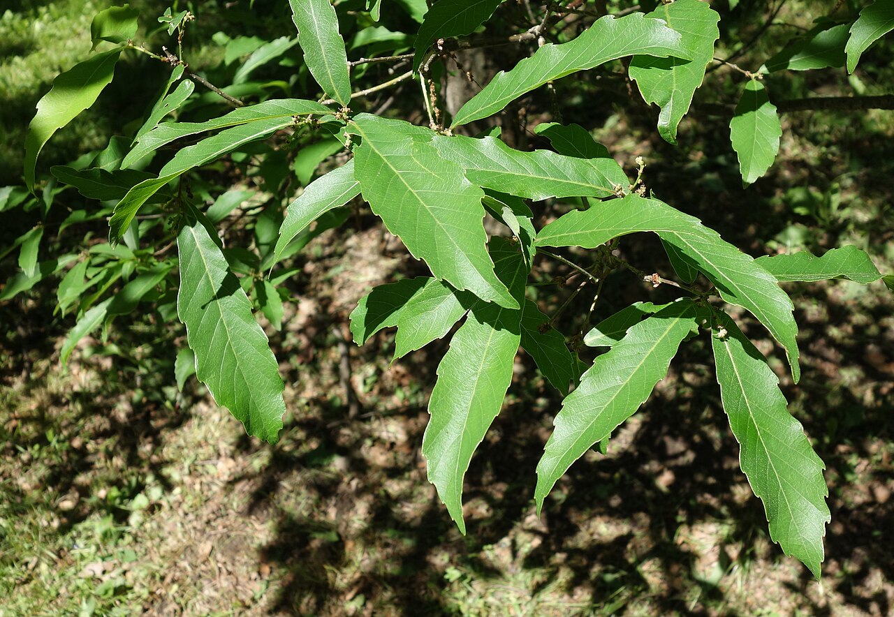 Quercus serrata, Konara oak — spreading deciduous (Fagaceae) (image 9 of 10)