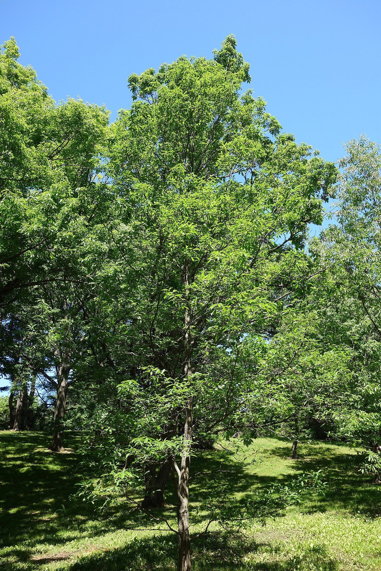 Quercus serrata, Konara oak — spreading deciduous (Fagaceae) (image 10 of 10)