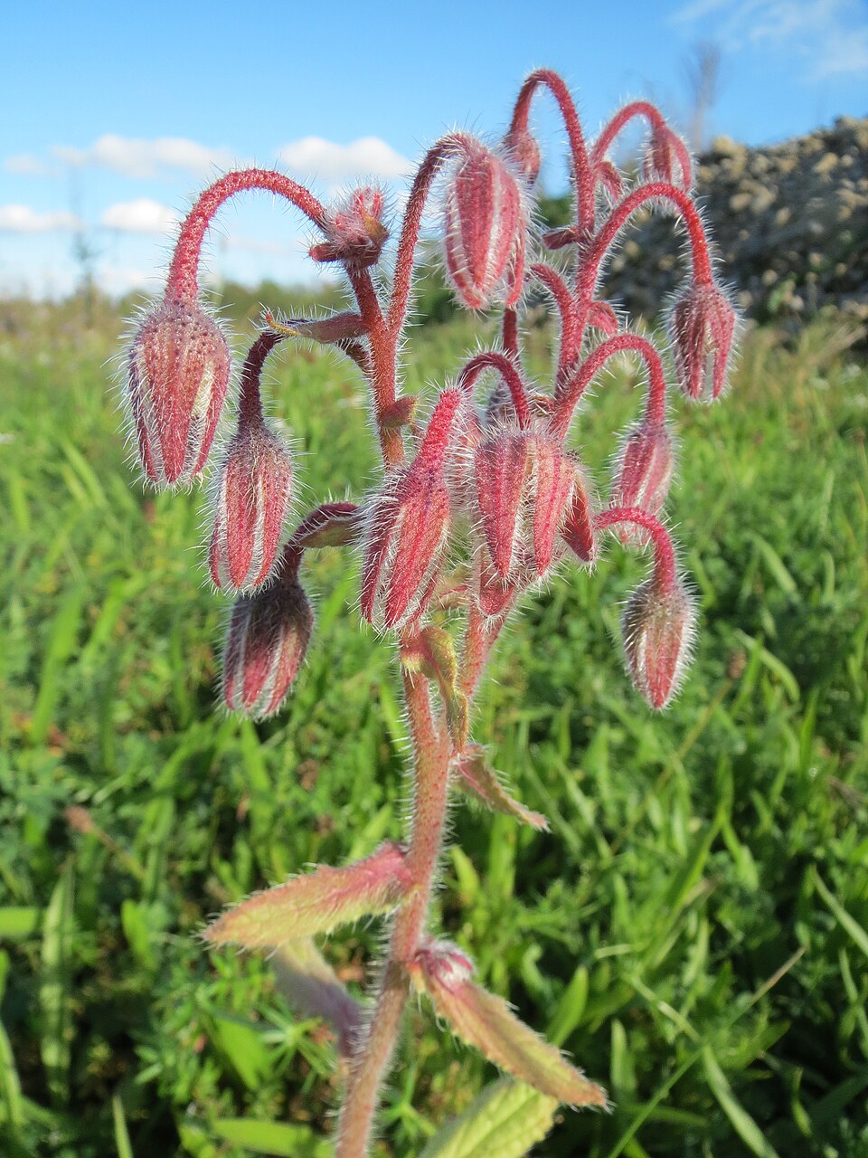 Borago officinalis (borage)