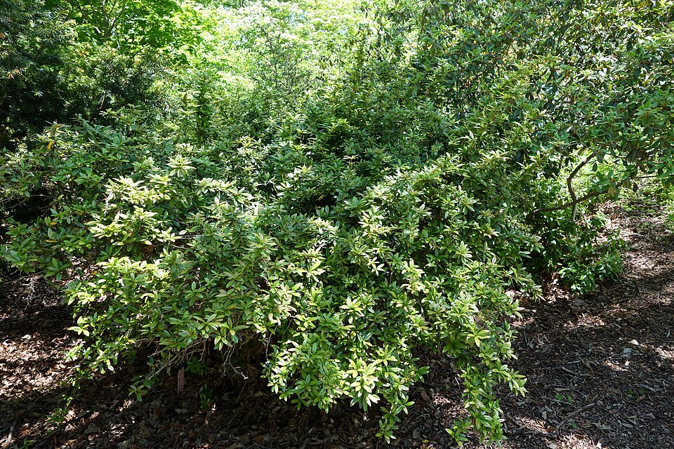 Berberis julianae (Wintergreen barberry) (alternate view 10)