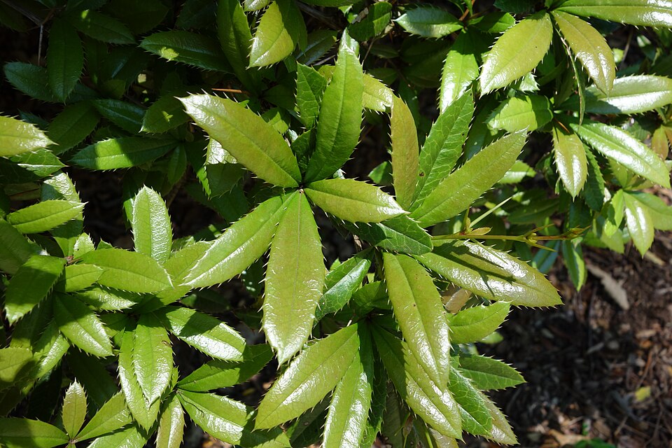 Berberis julianae (Wintergreen barberry) (alternate view 11)