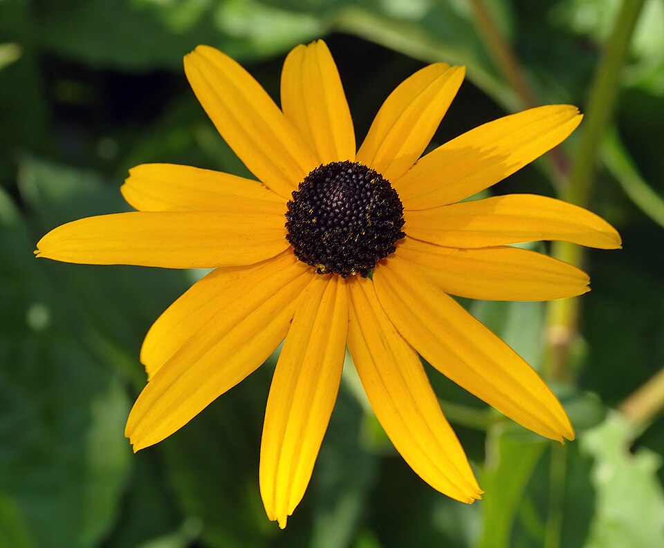 Rudbeckia fulgida var. sullivantii 'Goldsturm' (black-eyed Susan)