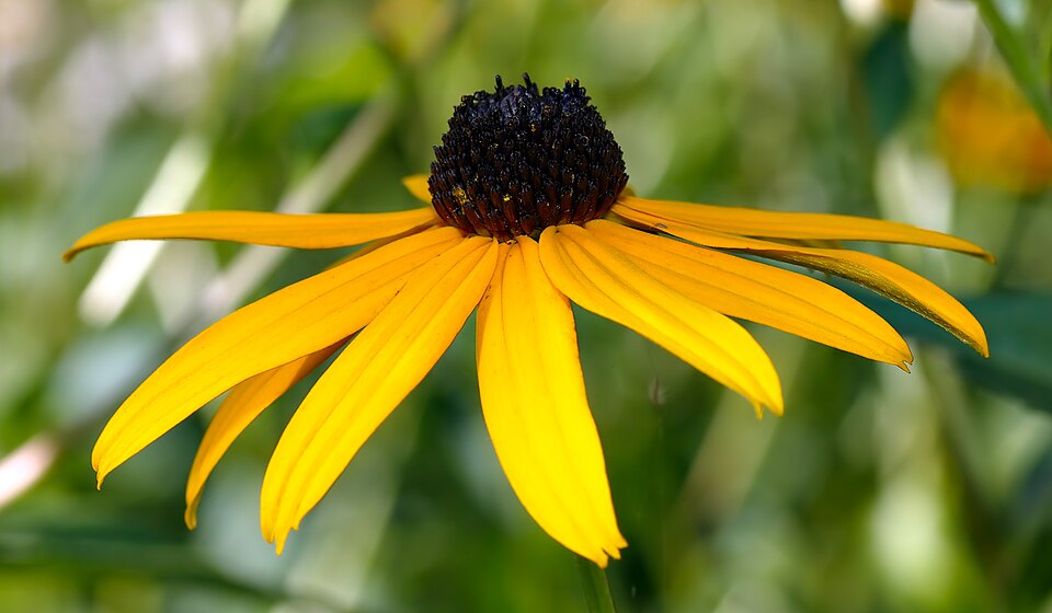 Rudbeckia fulgida var. sullivantii 'Goldsturm' (black-eyed Susan) (alternate view 2)