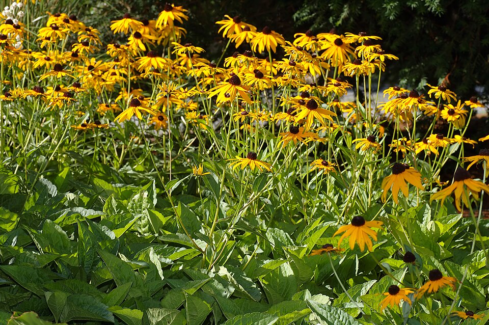 Rudbeckia fulgida var. sullivantii 'Goldsturm' (black-eyed Susan) (alternate view 3)