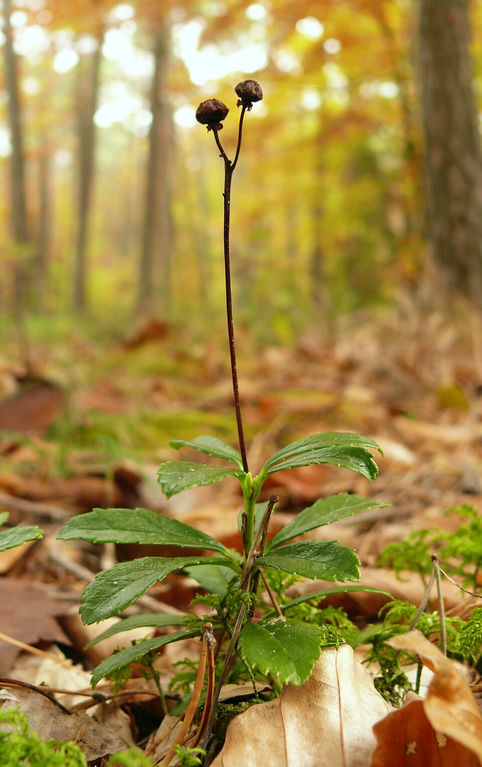 Chimaphila umbellata (pipsissewa)