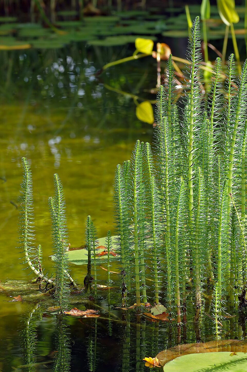 Hippuris vulgaris (Common Mare's Tail) (alternate view 6)