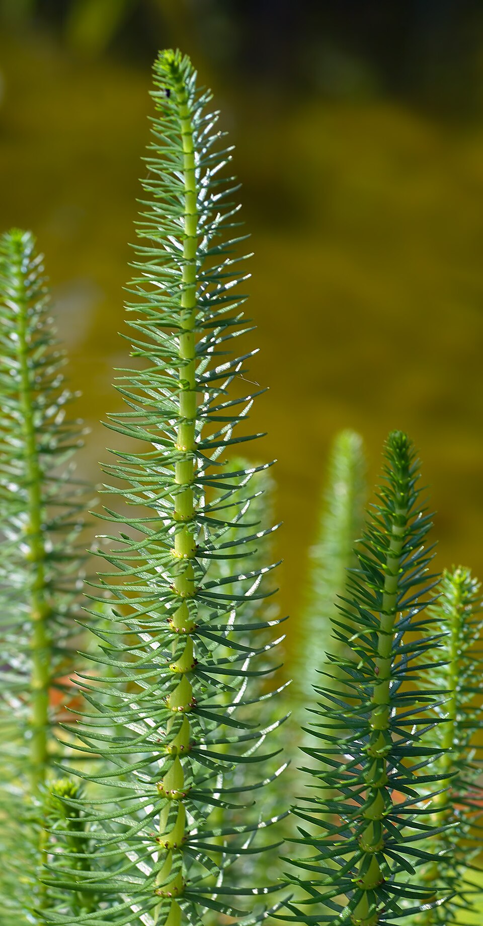 Hippuris vulgaris (Common Mare's Tail) (alternate view 7)