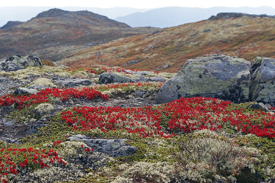 Empetrum nigrum (black crowberry)