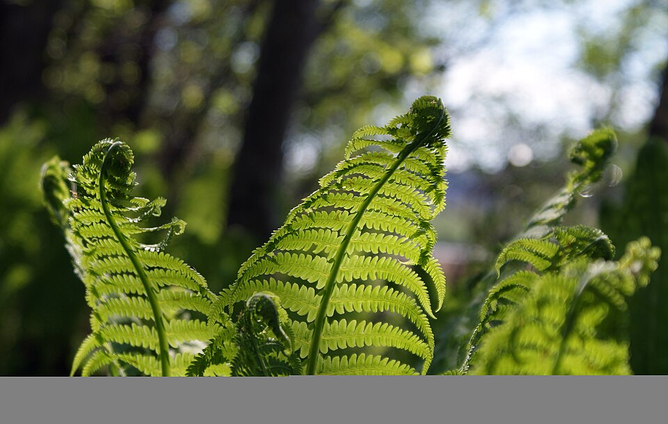 Matteuccia struthiopteris (Ostrich Fern) (alternate view 9)