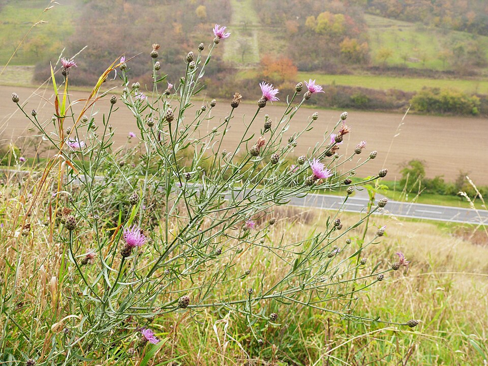 Centaurea stoebe (spotted knapweed) (alternate view 6)