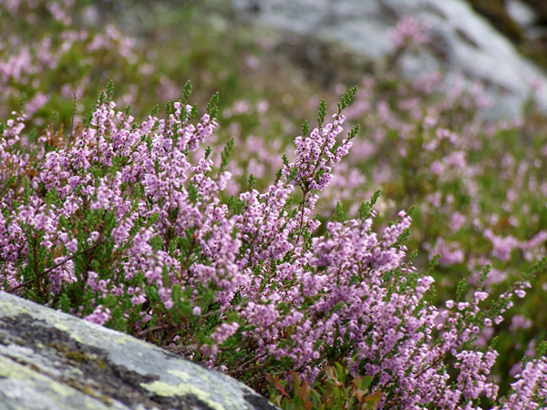 Calluna vulgaris (Scotch Heather) (alternate view 12)