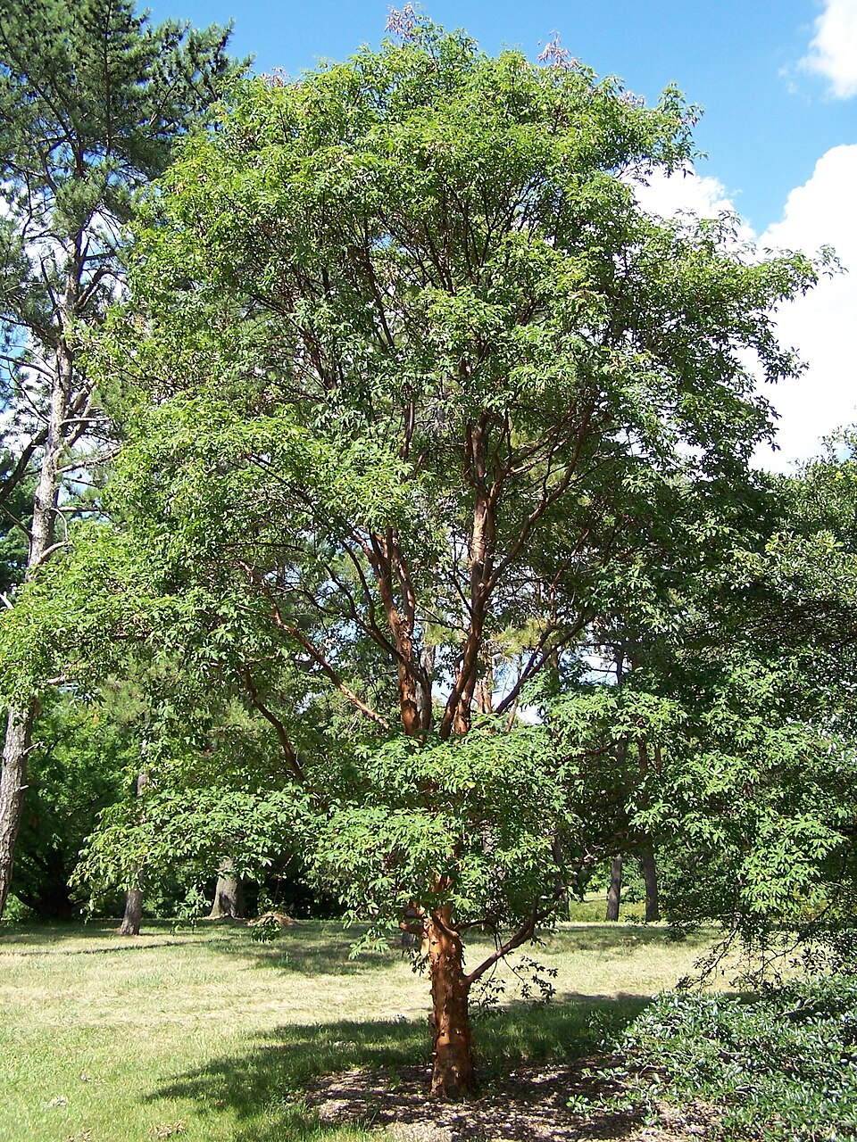 Acer griseum (paperbark maple) (alternate view 3)