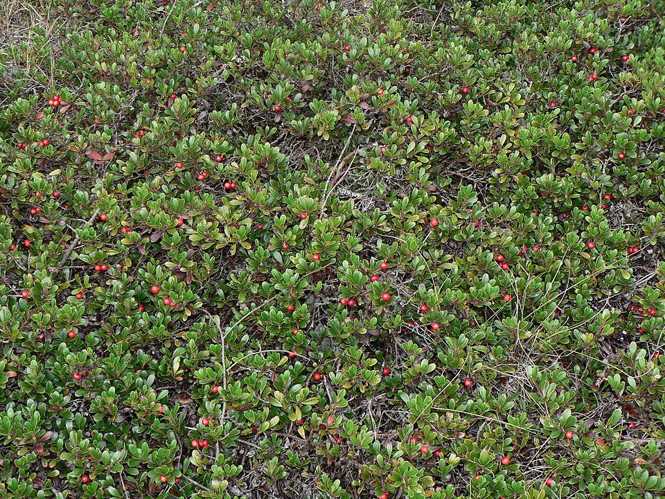Arctostaphylos uva-ursi (kinnikinnick) (alternate view 8)