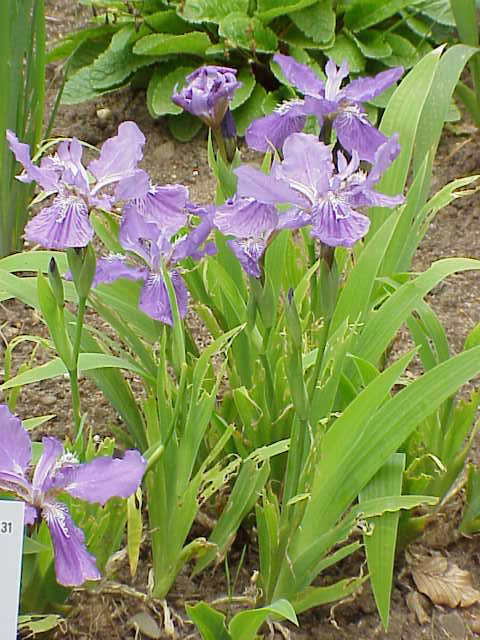 Iris tectorum, Japanese roof iris — clumping deciduous (Iridaceae) (image 1 of 10)