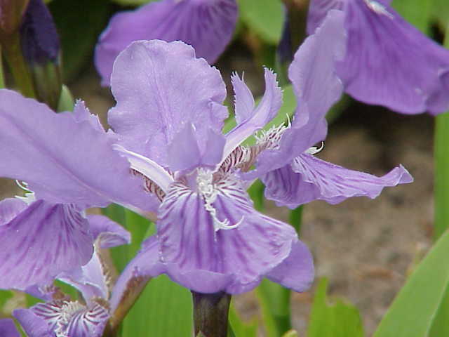 Iris tectorum, Japanese roof iris — clumping deciduous (Iridaceae) (image 2 of 10)