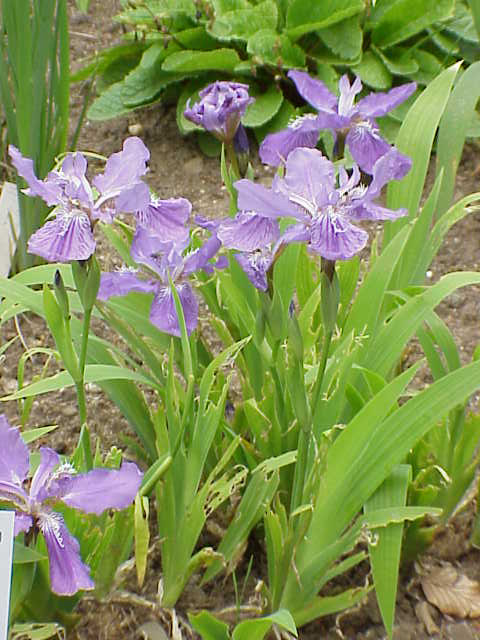 Iris tectorum, Japanese roof iris — clumping deciduous (Iridaceae) (image 3 of 10)
