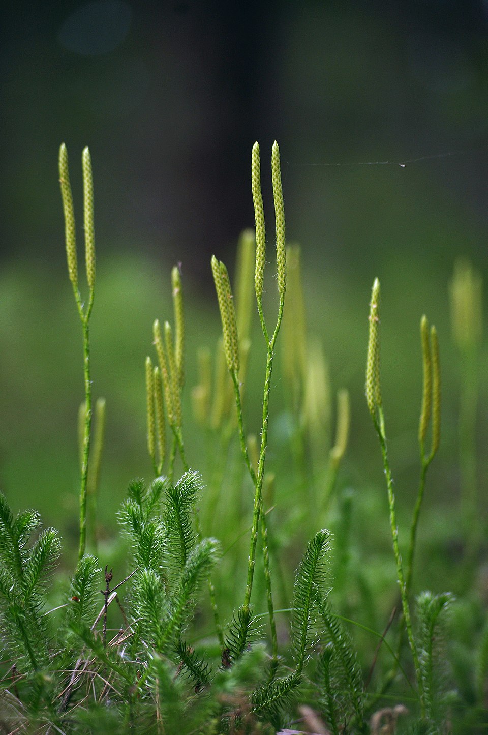 Lycopodium clavatum (stag's-horn clubmoss)